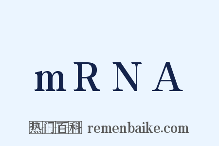 mRNA是什么意思的图片